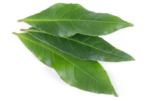 Neoflorax has a bay leaf